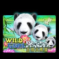Wild Giant Panda